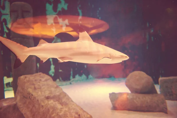 Haj Simmar Akvarium Fantastisk Undervattensvärld Koncept — Stockfoto