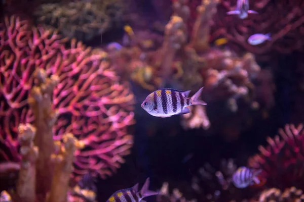 水族馆里有五彩斑斓的鱼 惊人的水下世界概念 — 图库照片