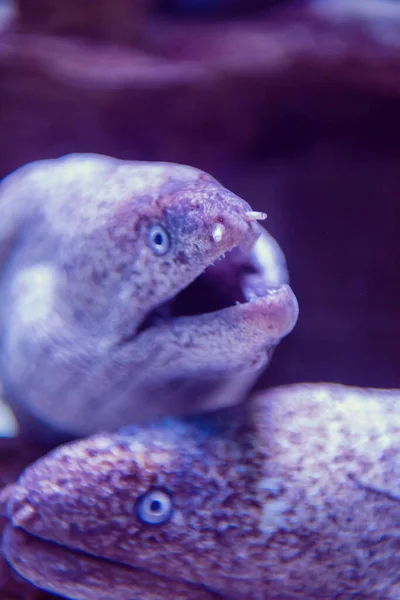 Ikan Berenang Akuarium Menakjubkan Konsep Dunia Bawah Air — Stok Foto