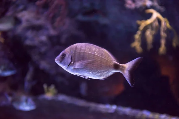 Akuarium Dengan Ikan Berwarna Warni Menakjubkan Konsep Dunia Bawah Air — Stok Foto