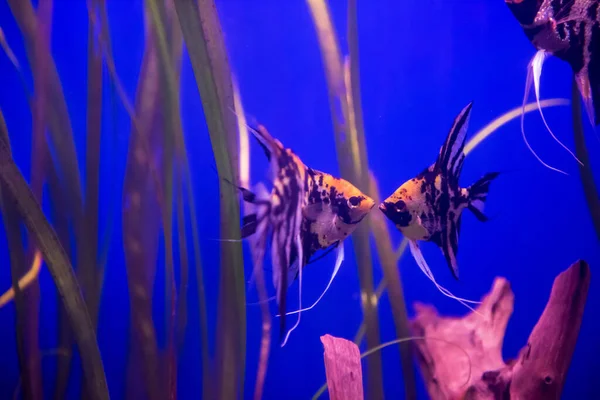Akvarium Med Färgglada Fiskar Fantastisk Undervattensvärld Koncept — Stockfoto