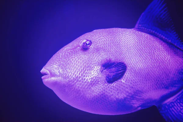 Fisk Som Simmar Akvarium Fantastisk Undervattensvärld Koncept — Stockfoto