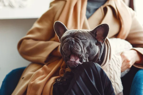 Kahverengi Ceketli Siyah Bulldog Giyen Zarif Bir Kadın — Stok fotoğraf