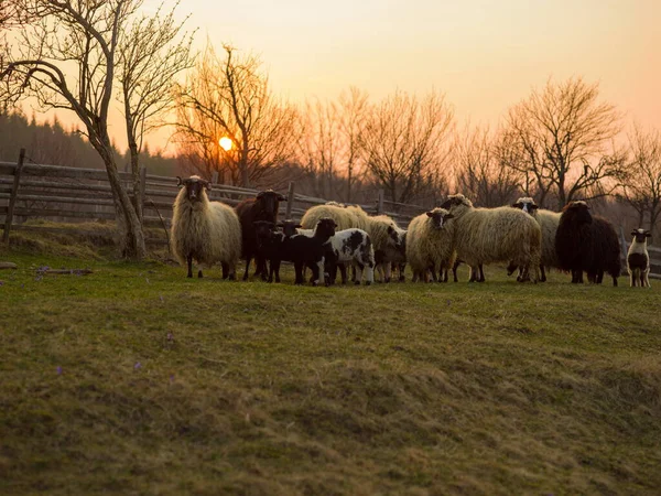 Şirin Koyunlar Tarlaya Bakıyor — Stok fotoğraf