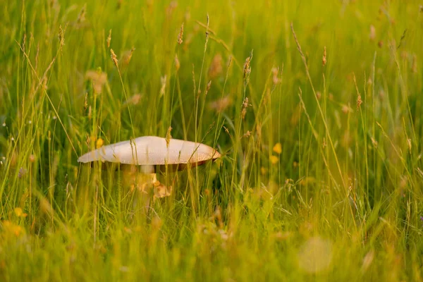 Scenic View White Mushroom Green Field — Stock Photo, Image
