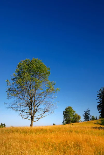 Ağaç Üzerinde Çayır Güneşli Bir Gün — Stok fotoğraf