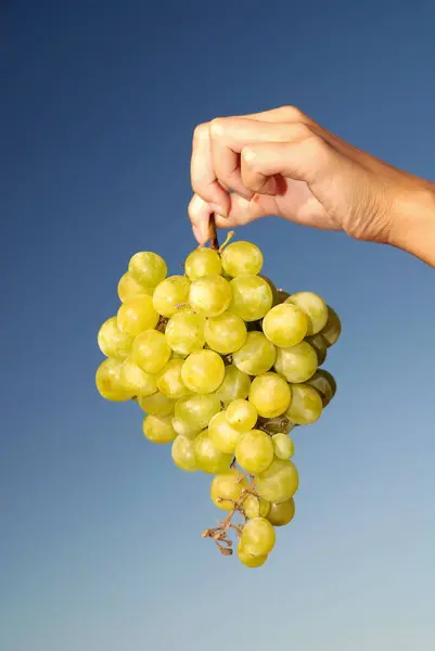 Female Hand Holding Green Grapes — Stock Photo, Image