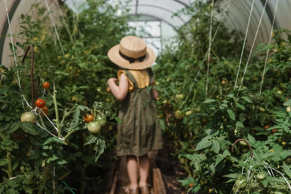 Una Niña Con Sombrero Paja Está Recogiendo Tomates Invernadero Concepto — Foto de Stock