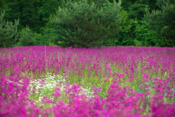 晴れた日に牧草地でピンクの花と自然夏の背景 — ストック写真