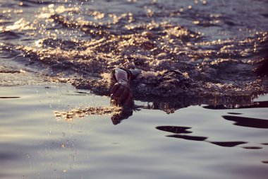 Triatlon sporcusu gün doğumunda gölde yüzüyor. Dalgıç kıyafeti giyiyor.