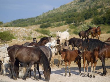 doğada Vahşi atlar