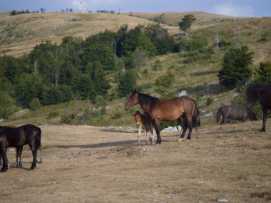doğada Vahşi atlar