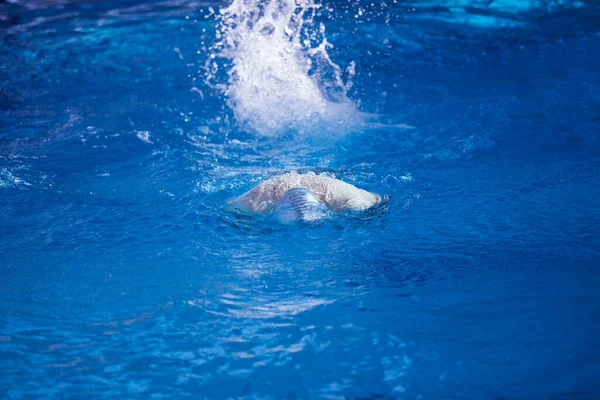 Nuotatore Esercizio Sulla Piscina Coperta — Foto Stock