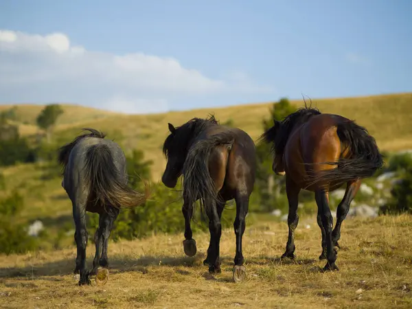 Cavalos Selvagens Natureza — Fotografia de Stock