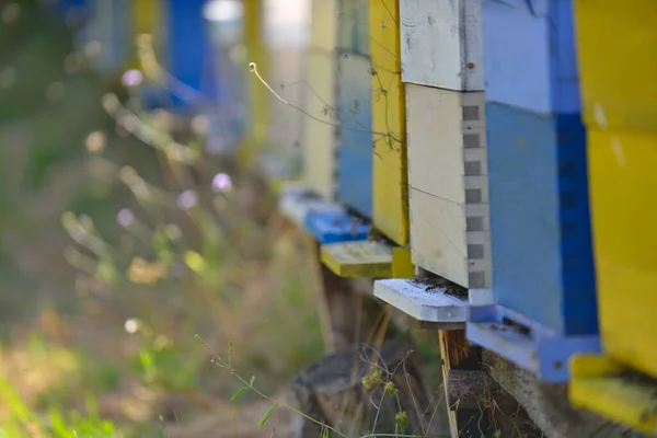 Пчела Дома Природе — стоковое фото