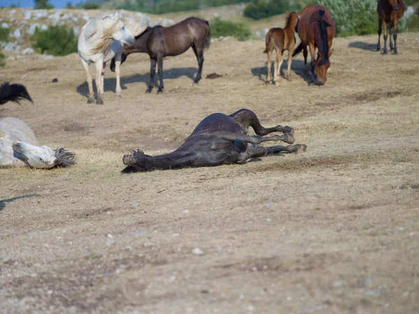Cavalos Selvagens Vista Panorâmica — Fotografia de Stock