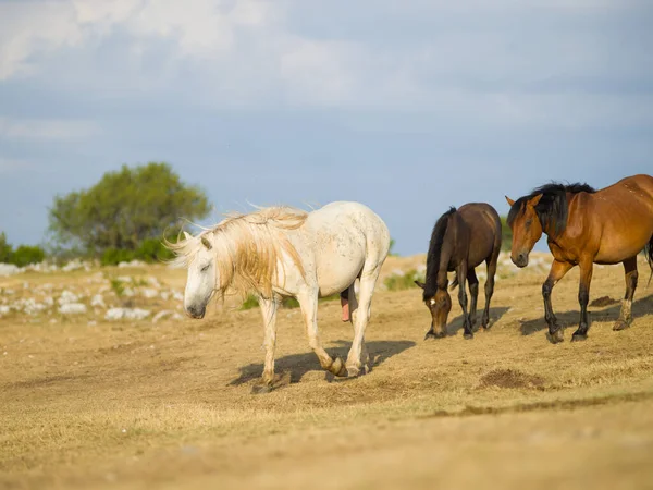 Cavalli Selvatici Vista Panoramica — Foto Stock