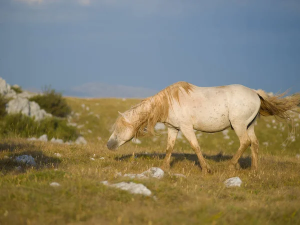 Wild Horses Scenic View — Stock Photo, Image