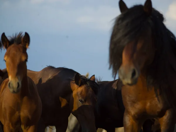 Vilda Hästar Vacker Utsikt — Stockfoto