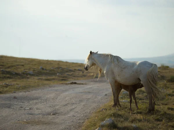 Cavalos Selvagens Vista Panorâmica — Fotografia de Stock