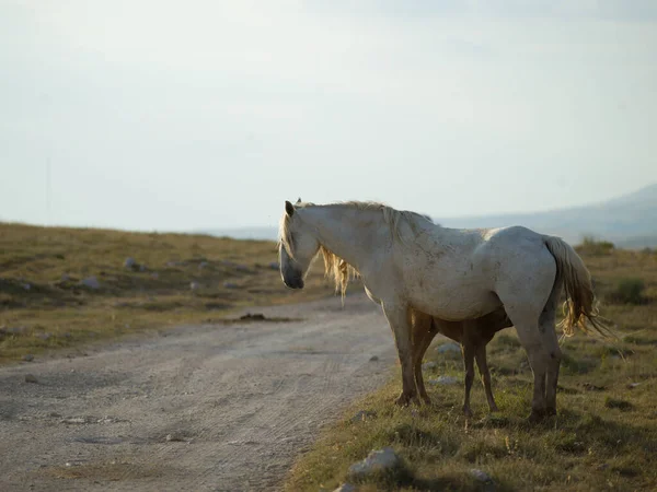 Рельеф Диких Лошадей — стоковое фото