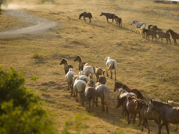Wilde Paarden Het Veld — Stockfoto