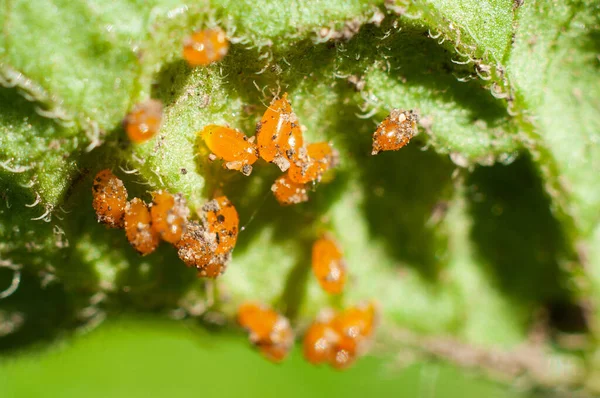 Huevos Naranja Muy Pequeños Del Escarabajo Patata Colorado Parte Posterior — Foto de Stock