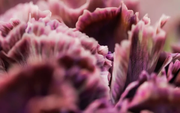 Abstrakcyjne Tło Kwiatowe Purpurowy Kwiat Goździka Makro Kwiaty Tło Dla — Zdjęcie stockowe