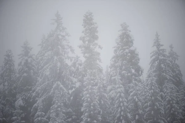 Yılbaşı Taze Karla Kaplanmış Yeşil Çam Ağacı — Stok fotoğraf