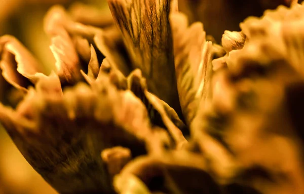 Fleur Oeillet Orange Macro Fleurs Toile Fond — Photo