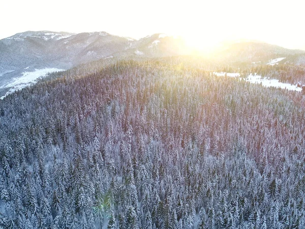 Antenn Vinter Skog Träd Soligt Väder Ovanifrån — Stockfoto
