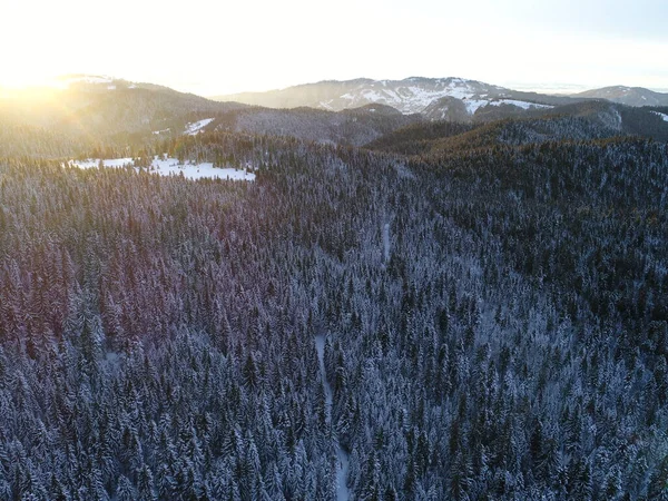 Antenn Vinter Skog Träd Soligt Väder Ovanifrån — Stockfoto