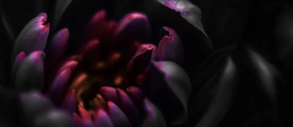 Black Flower Petals Bloom Abstract Floral Blossom Art Background Flowers — Photo