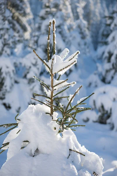 Φύση Τοπίο Του Χειμερινού Δάσους Φρέσκο Χιόνι Στα Δέντρα — Φωτογραφία Αρχείου