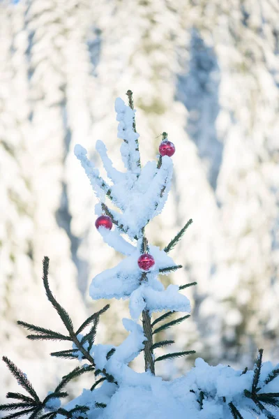 Fir Δέντρο Διακοσμημένα Κόκκινα Μπιχλιμπίδια Για Χειμερινές Διακοπές Εξωτερικούς Χώρους — Φωτογραφία Αρχείου