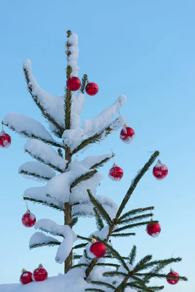 白雪覆盖的松树上挂着喜庆的红球 — 图库照片