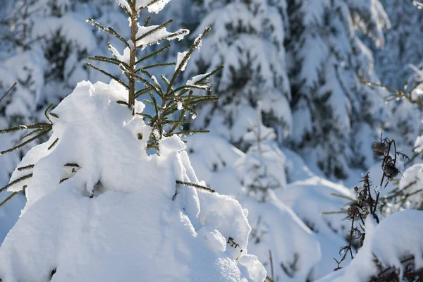 Zmrazená Krajina Borového Lesa Zimě — Stock fotografie