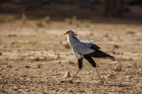Secrétaire Oiseau Dans Parc Transfrontalier Kgalagadi Afrique Sud — Photo