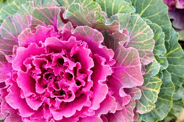 Ornamental cabbage. Rose garden. Kale. Leaves close-up.