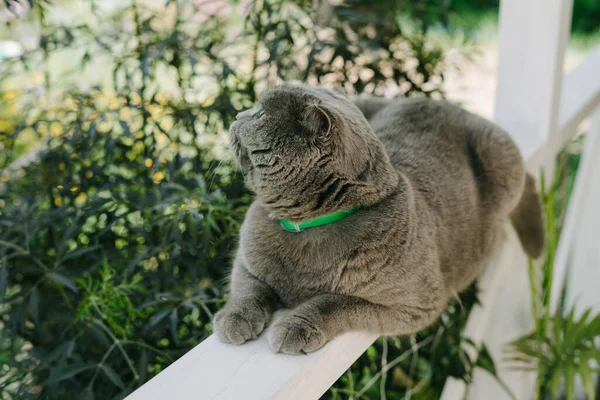 Красива Кішка Зеленим Коміром Від Паразитів — стокове фото