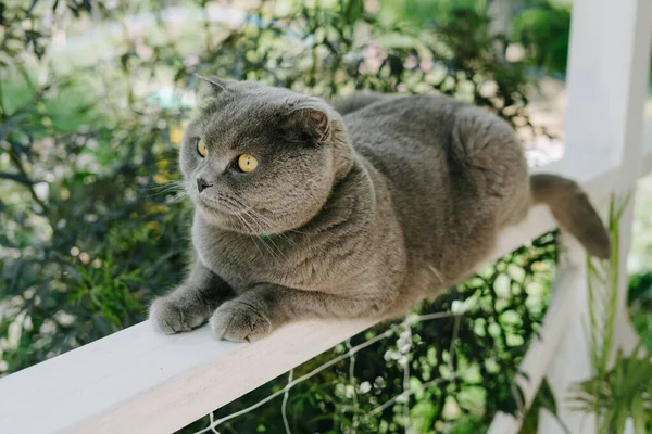 Сіра Розчавлена Кішка Сидить Паркані Терасі — стокове фото