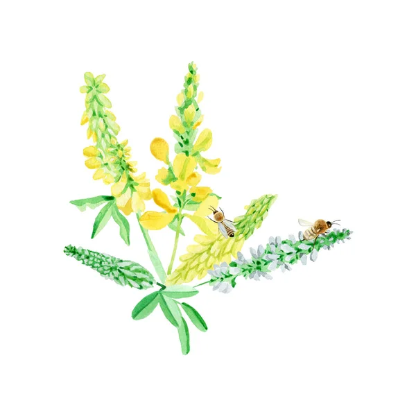 Bal Bitkileri Tatlı Yonca Arıları Elle Bal Suluboya Illüstrasyon Üretir — Stok fotoğraf