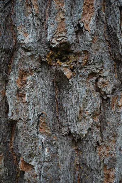 Texture Tree Bark Natural Background — Stock Photo, Image
