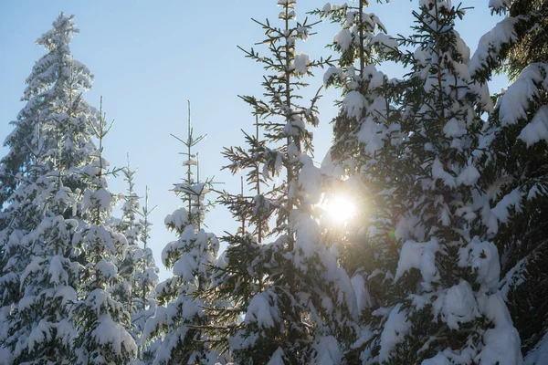 Tall Träd Skogen Bakgrund Täckt Med Nysnö — Stockfoto