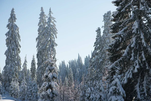 Bosque Pinos Fondo Cubierto Nieve Fresca —  Fotos de Stock