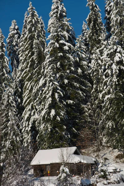 新鮮な雪で覆われた Wildernes の小さな木造小屋 — ストック写真