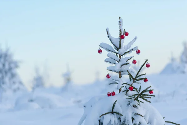 Spruce Διακοσμημένο Κόκκινες Μπάλες Για Χειμερινές Διακοπές — Φωτογραφία Αρχείου