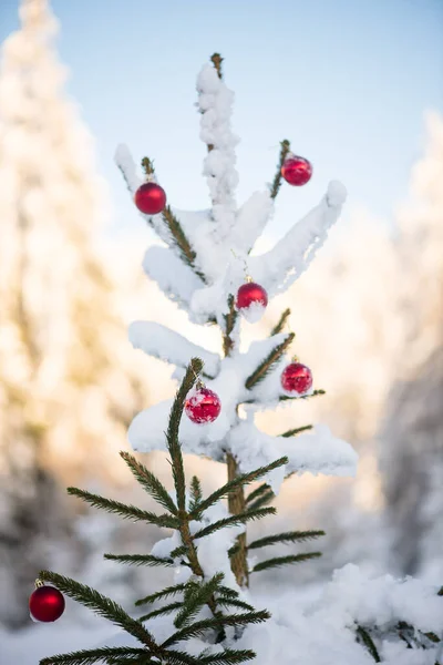 Bola Roja Brillante Colgando Abeto Cubierto Nieve —  Fotos de Stock
