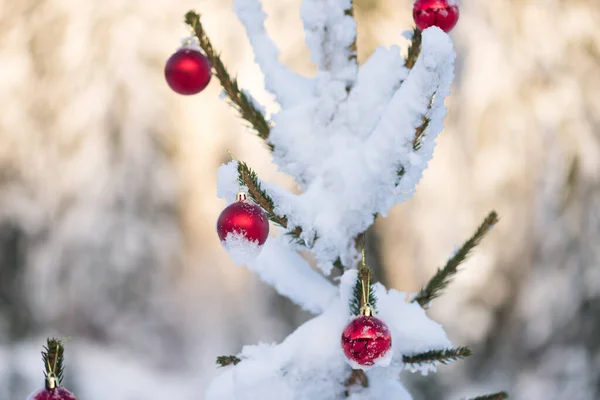 Λαμπερό Κόκκινο Μπιχλιμπίδια Κρέμονται Στο Χιόνι Καλύπτονται Χριστουγεννιάτικο Δέντρο — Φωτογραφία Αρχείου