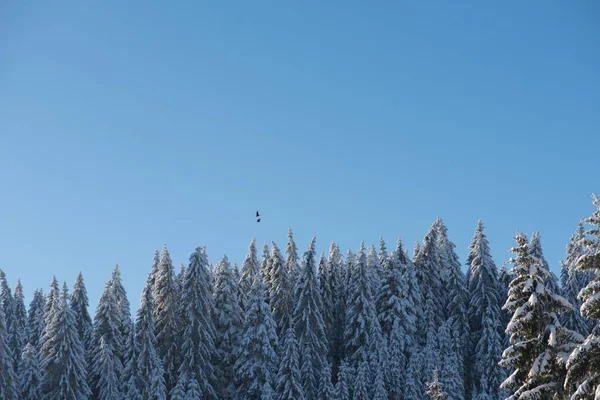 Peisaj Maiestuos Înghețat Pădure Pin Timpul Iernii — Fotografie, imagine de stoc